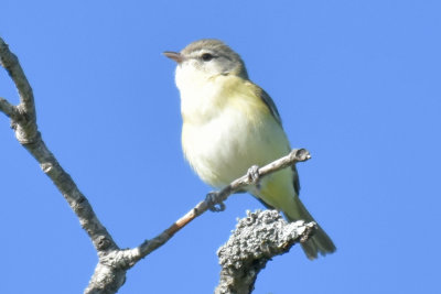 Bell's Vireo