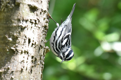 Black-and-White Warbler, Male Alternate Plumage