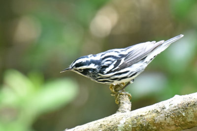 Black-and-White Warbler, Male Alternate Plumage