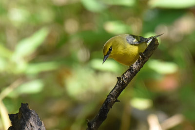 Blue-winged Warbler