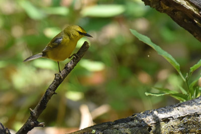 Blue-winged Warbler