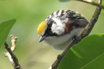 Chestnut-sided Warbler, Male Alternate Plumage