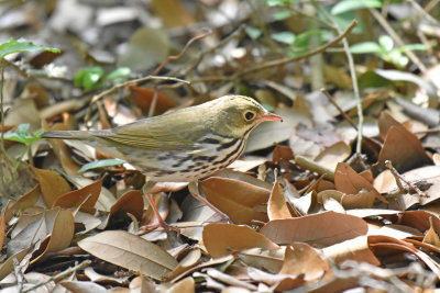 Ovenbird