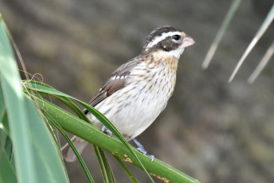 Rose-breasted Grosbeak, Female