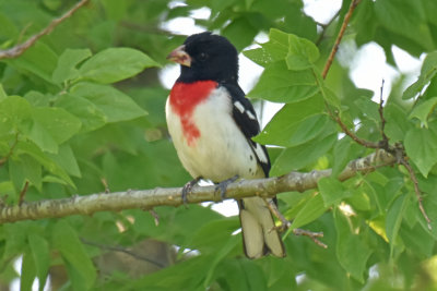 Rose-breasted Grosbeak, Male Alternate Plumage