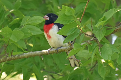 Rose-breasted Grosbeak, Male Alternate Plumage