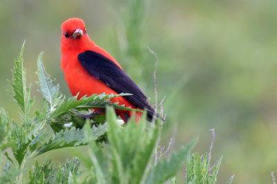 Scarlet Tanager, Male Alternate Plumage