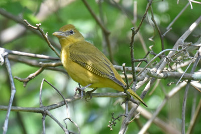 Summer Tanager, Female