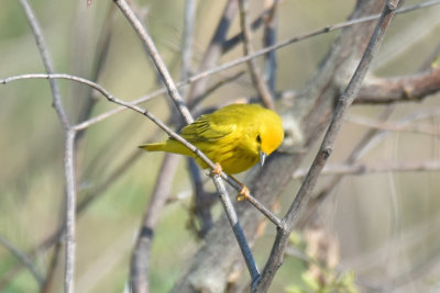 Yellow Warbler, Male