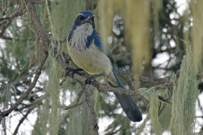 California Scrub-Jay