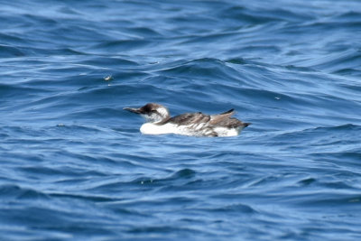 Common Murre, 1st Year