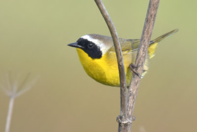 Common Yellowthroat, Male