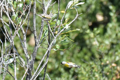 Lawrence's Goldfinch, Male & Female