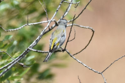 Lawrence's Goldfinch, Male