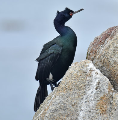 Pelagic Cormorant, Alternate Plumage