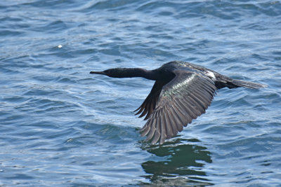 Pelagic Cormorant, Alternate Plumage