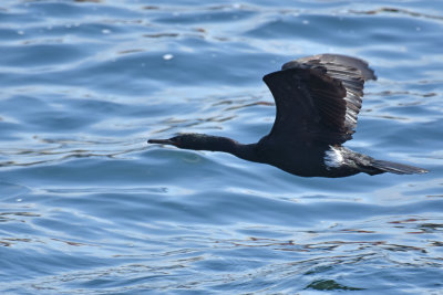 Pelagic Cormorant, Alternate Plumage