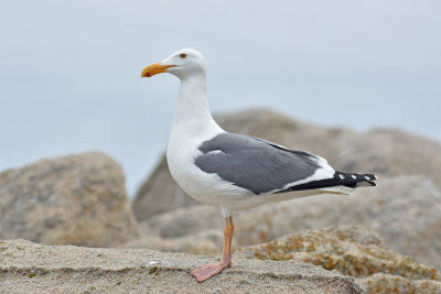 Western Gull, Alternate Plumage