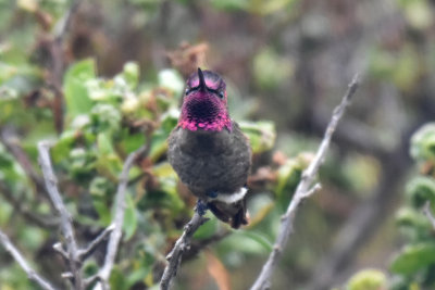 Annas Hummingbird, Male