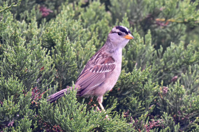 White-crowned Sparrow