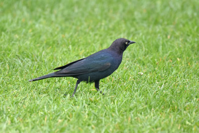 Brewer's Blackbird, Male Alternate Plumage