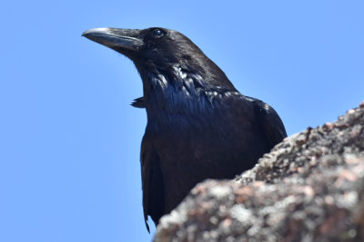 Common Raven