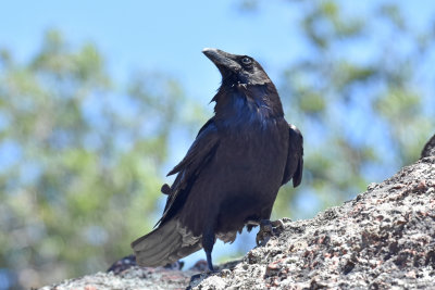 Common Raven