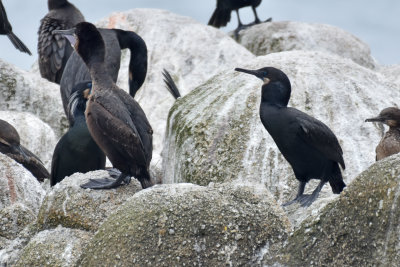 Brandt's Cormorant