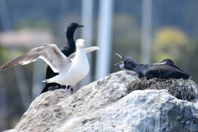 Brandt's Cormorant vs Western Gull