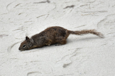 California Ground Squirrel on the Beach