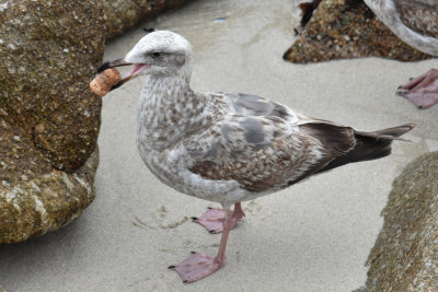Immature Western Gull with Champagne Cork