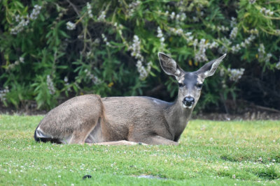 Black-tailed Mule Deer Doe