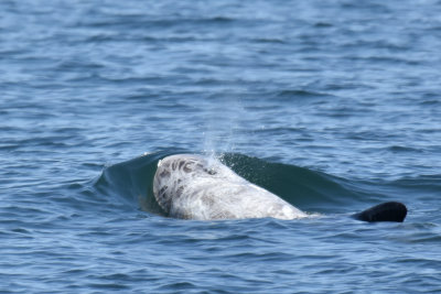 Risso's Dolphin