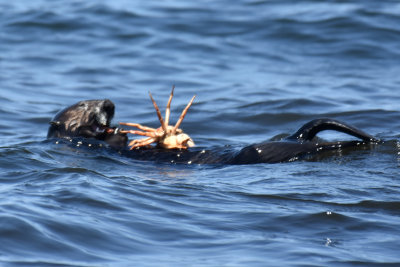 Sea Otter with Dungeness Crab