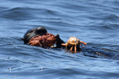 Sea Otter with Dungeness Crab