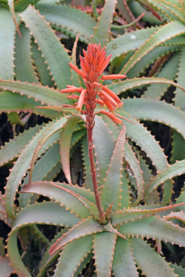 Succulent (Aloe spp.)
