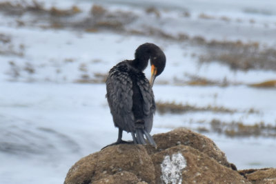 Double-crested Cormorant, Basic Plumage