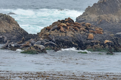Hauling California Sea Lions