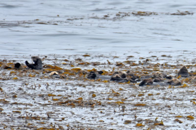 Sea Otters in the Kelp
