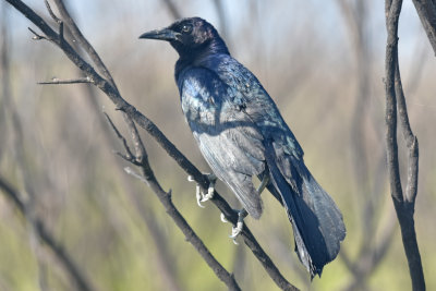 Boat-tailed Grackle, Male