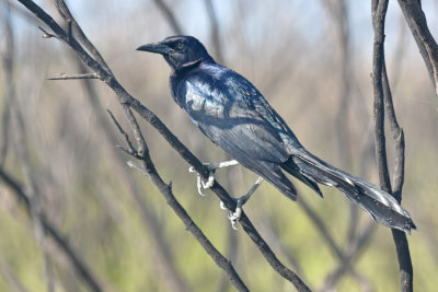 Boat-tailed Grackle, Male