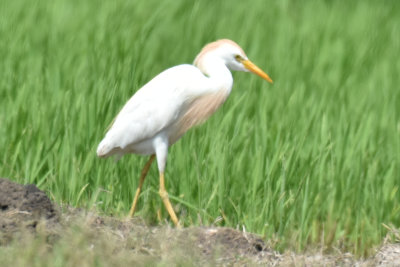 Cattle Egret, Alternate Plumage