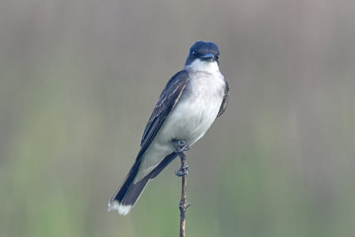 Eastern Kingbird