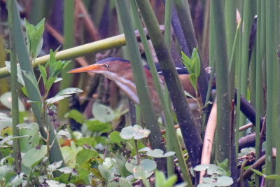 Least Bittern, Male