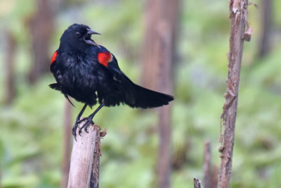 Red-winged Blackbird, Male
