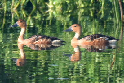 Fulvous Whistling-Ducks