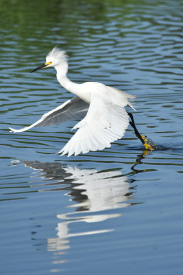 Snowy Egret