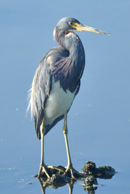 Tricolored Heron