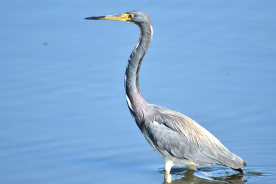 Tricolored Heron