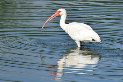 White Ibis